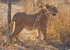 Juvenile Lion, Zambia