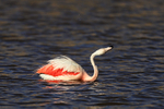 Chilean Flamingo shaking head, Machuca, Chile