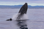 2023 Whale Photos portfolio