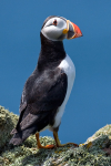 Puffin