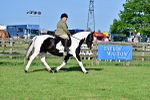 SBM_11378