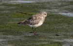 Grey Plover
