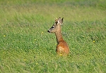 Roe Deer