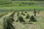 Oat Stooks Croft 5
