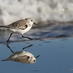 Good lord, Charles, there's a Sanderling in our infinity pool...
