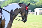 SBM_11663