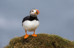 Puffen Cute 1