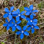 Spring gentian (Gentiana verna) 