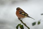 Chaffinch