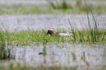 Garganey (male) on Ashgrave - record shot