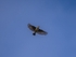 Woodlark