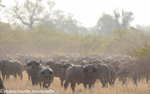 Huge herd of buffaloes