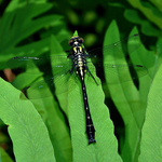 Mustached Clubtail Gomphus adelphus