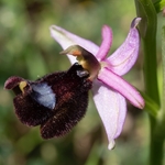 Bertoloni's Ophrys (Ophrys bertolonii