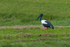 Jabiru female 3. 0A3A6800