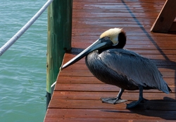  Pelicans _0048