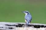 Nuthatch 1