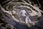 The Selkie