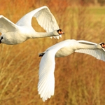 Mute Swans