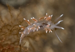 Fjordia sp.