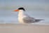 Royal Tern (adult breeding plumage), Fort De Soto Park, Florida