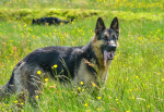 Maya