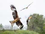 Red Kite