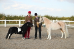 SBM_09140_Class 29 - IH Veteran Pony