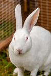 Domestic rabbit Oryctolagus cuniculus-3229