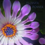 Flower Power