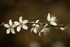 Blackthorn Bloom