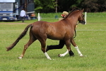 SIAL3109