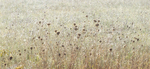 Fall Meadow and Heavy Dew