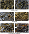 IDA002: Brown Algae