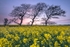 ab552 Springtime sunset