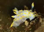 Polycera quadrilineata