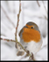 Robin