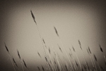 Reeds 02