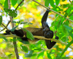 Howler Monkey resting, Manuel Antonio, Costa Rica