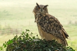 Eagle Owl Portrait