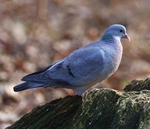 Stock Dove