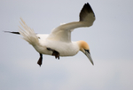Gannet