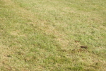 SBM_10294
