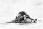 Playing in the Surf 