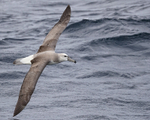 Shy Albatross (immature) flying, at sea, South Africa