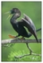 Birds - Color - 01