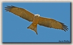Yellow Billed Kite