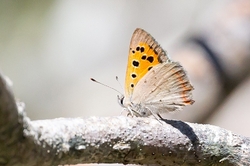 Small Copper