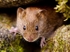Bank Vole (06)