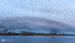 Starling Murmurations, Avalon Marshes_GS1116